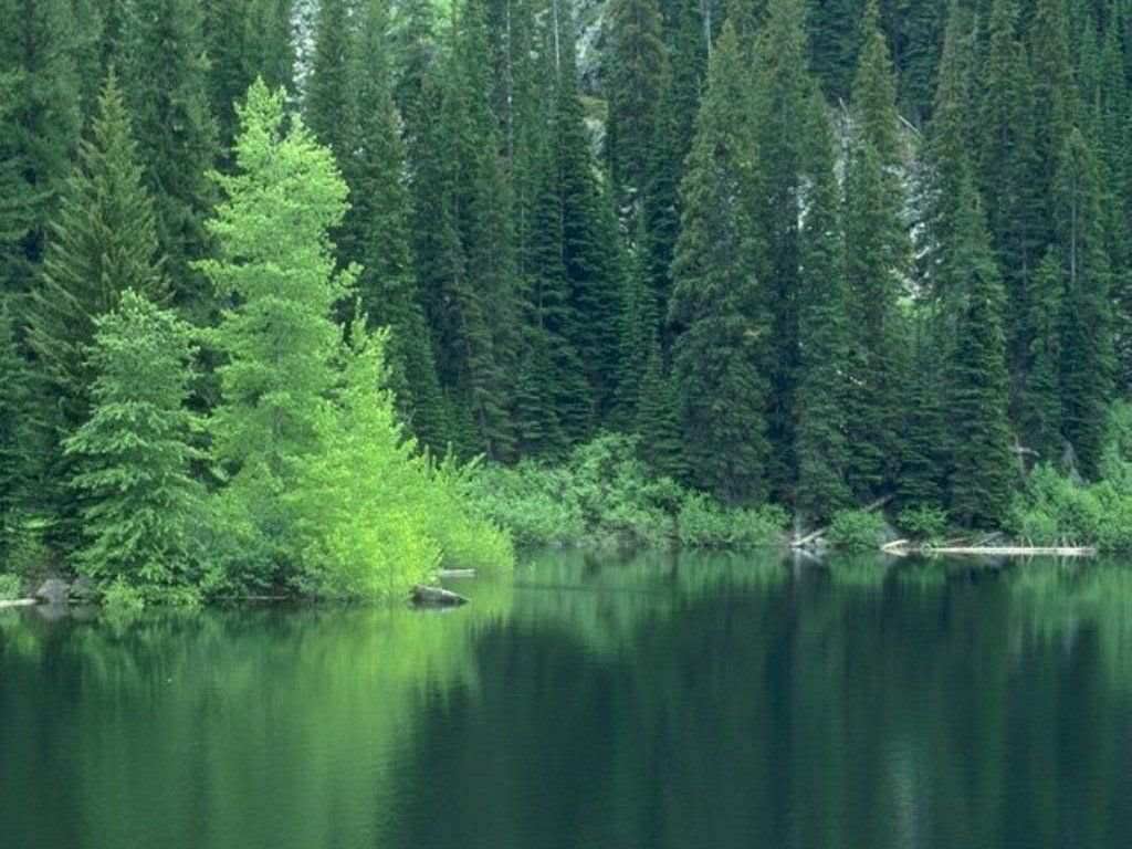 Forest background forest wallpaper free