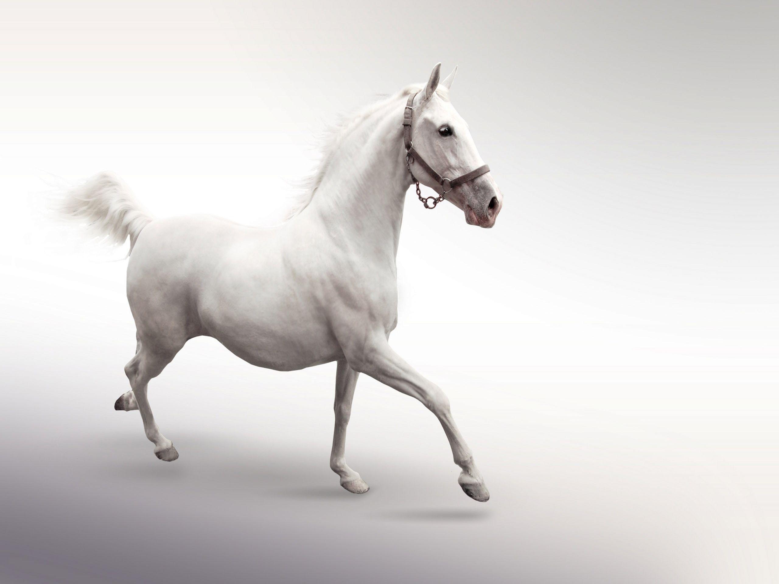 Horse Desktop Wallpaper HD 2560x1920PX Wallpaper Horse