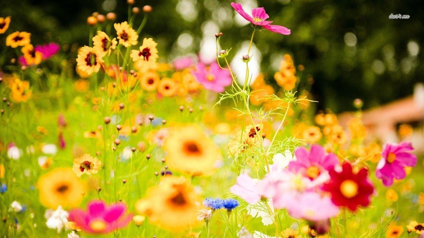Flowers For > Colorful Flowers Wallpaper