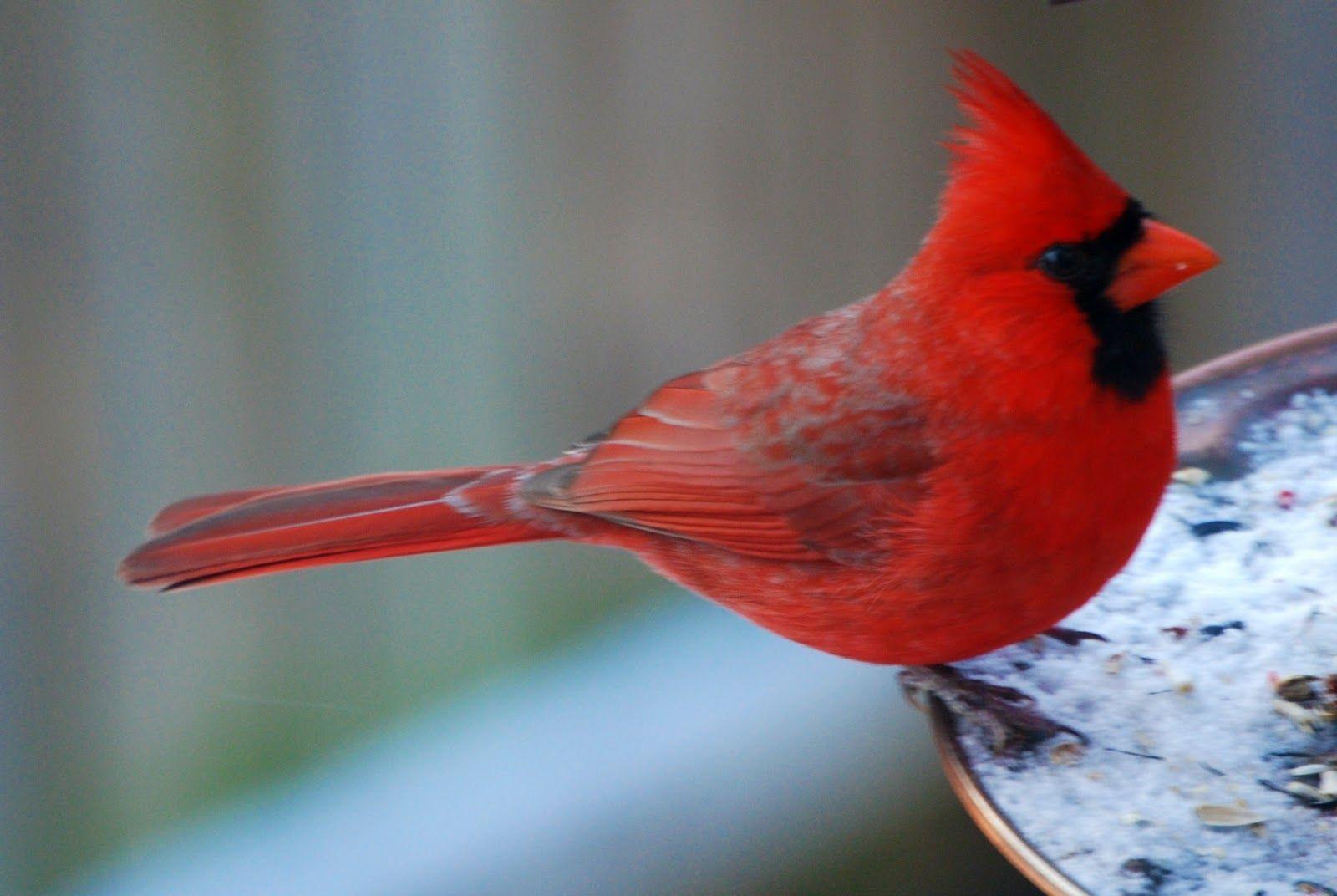 iPhone Cardinal Birds Wallpaper Download. Birds, Wallpaper, iPhone