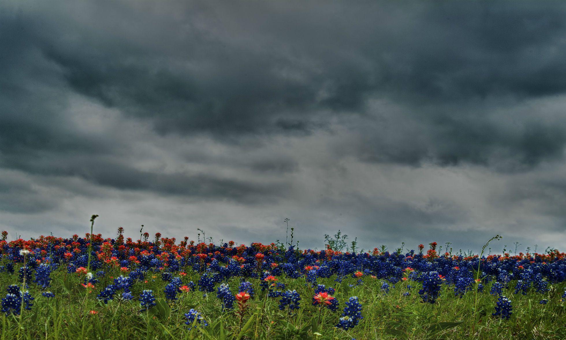 Bluebonnet Wallpapers - Wallpaper Cave