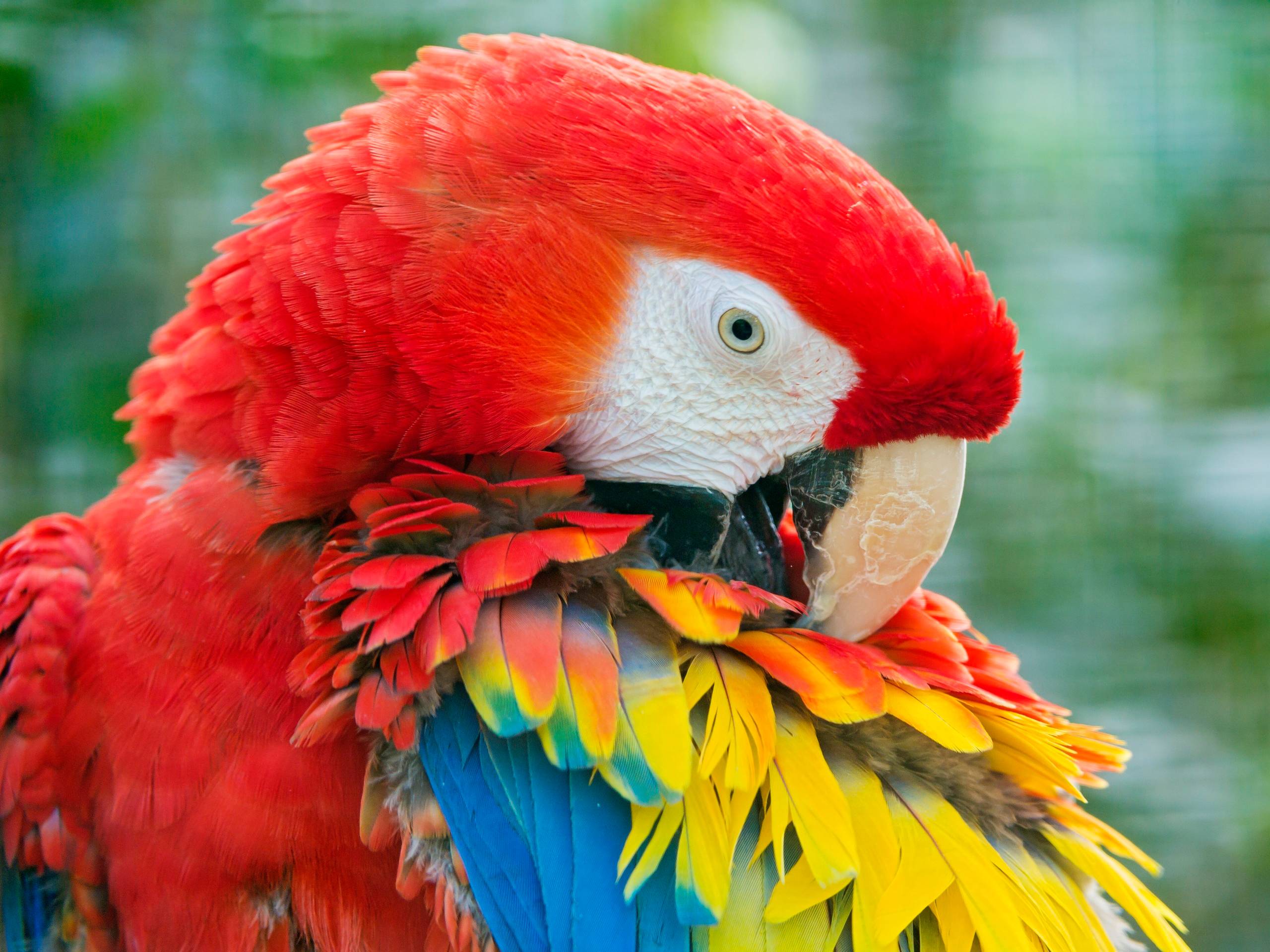 Macaw Parrot Wallpaper. Animals And Birds Wallpaper