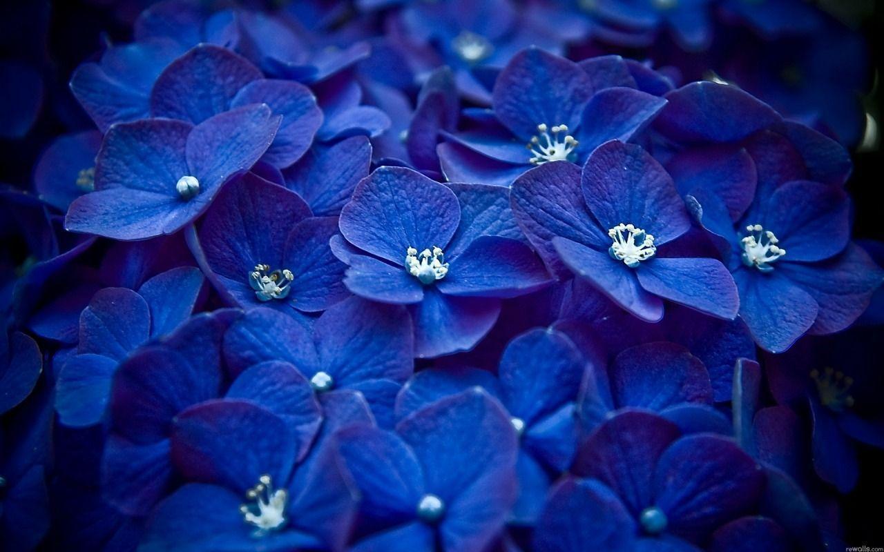 Cute blue flowers 1280 x 800 Wallpaper
