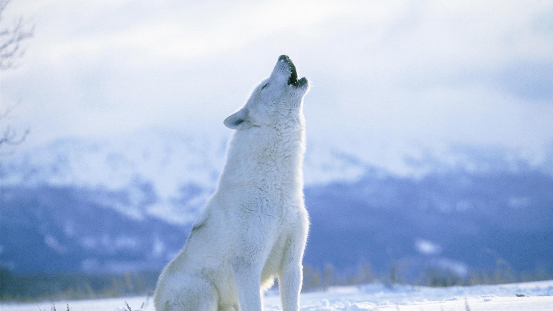 HD Arctic Wolf Howling Wallpaper