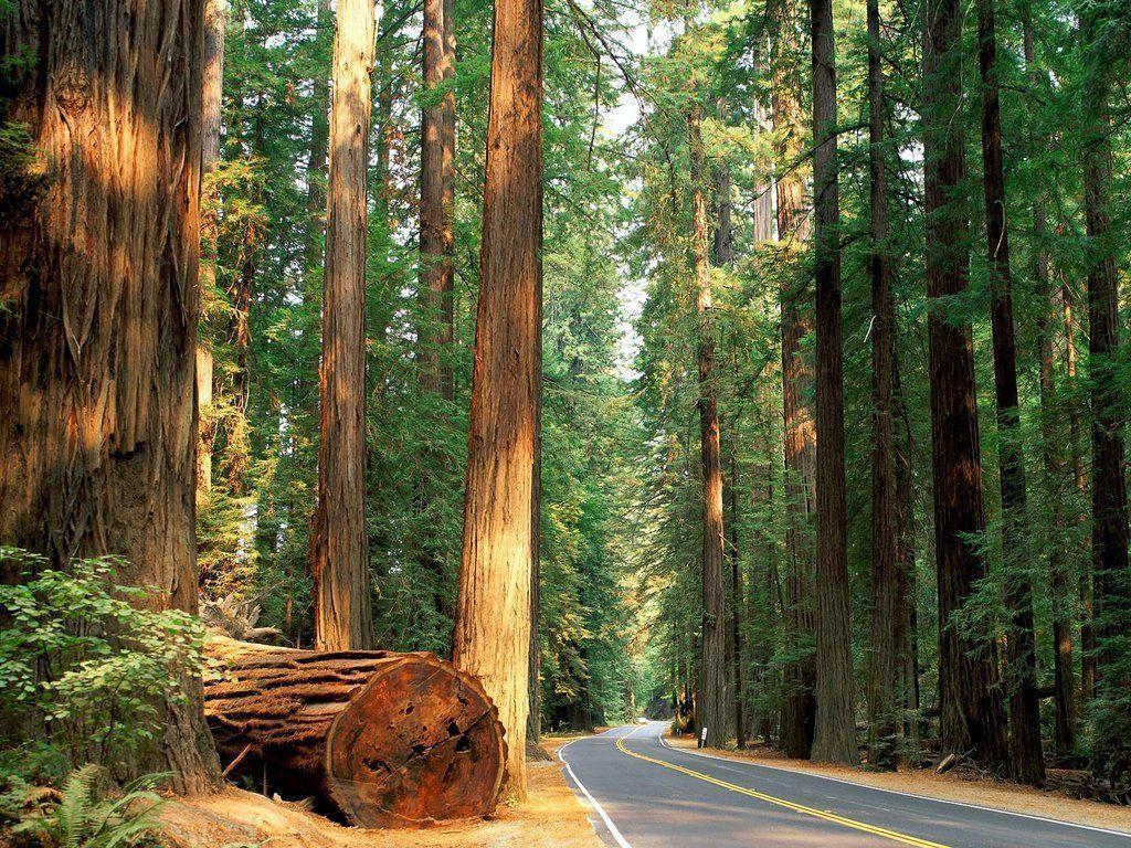 Redwood Forest Desktop Wallpaper. Green HD Wallpaper