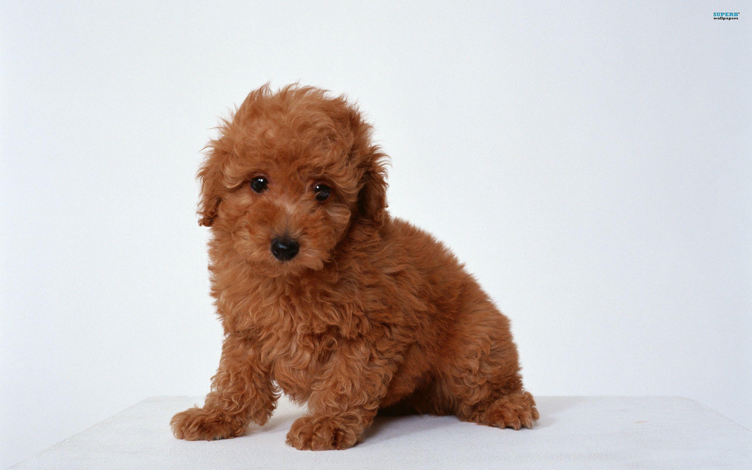 Poodle Wallpapers - Wallpaper Cave