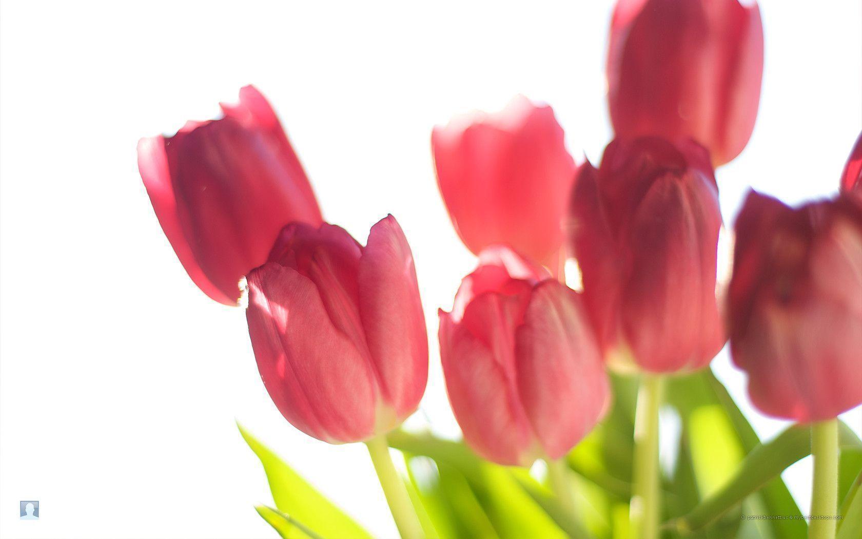 Wedding Tulips Bouquets Desktop HD Free Wallpaper
