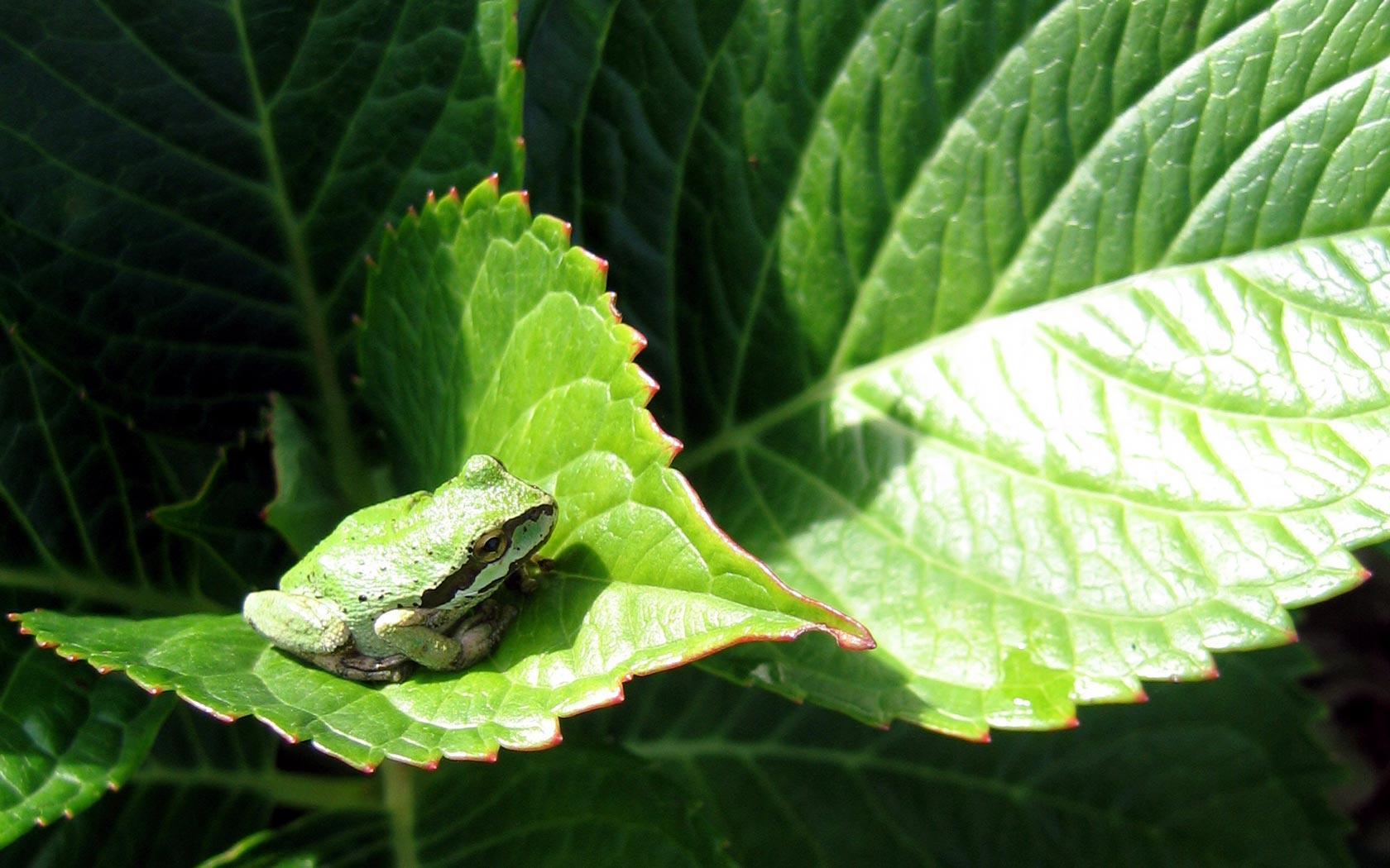 Frog Backgrounds - Wallpaper Cave