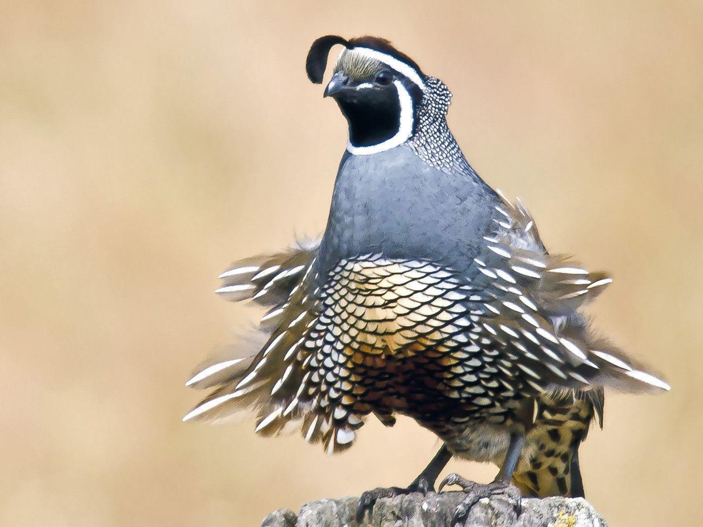 Proud California Quail on a very windy day widescreen wallpaper