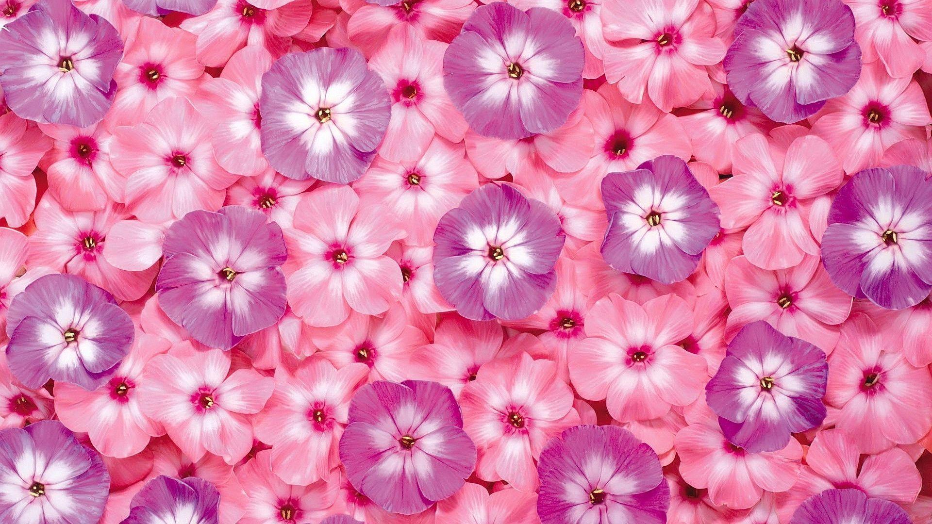 Pink Flowers Desktop. Download HD Wallpaper