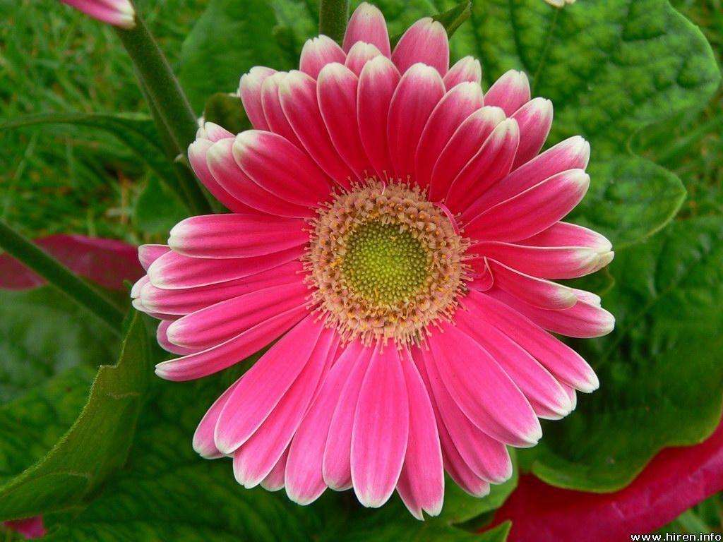 Pink Daisy Backgrounds - Wallpaper Cave