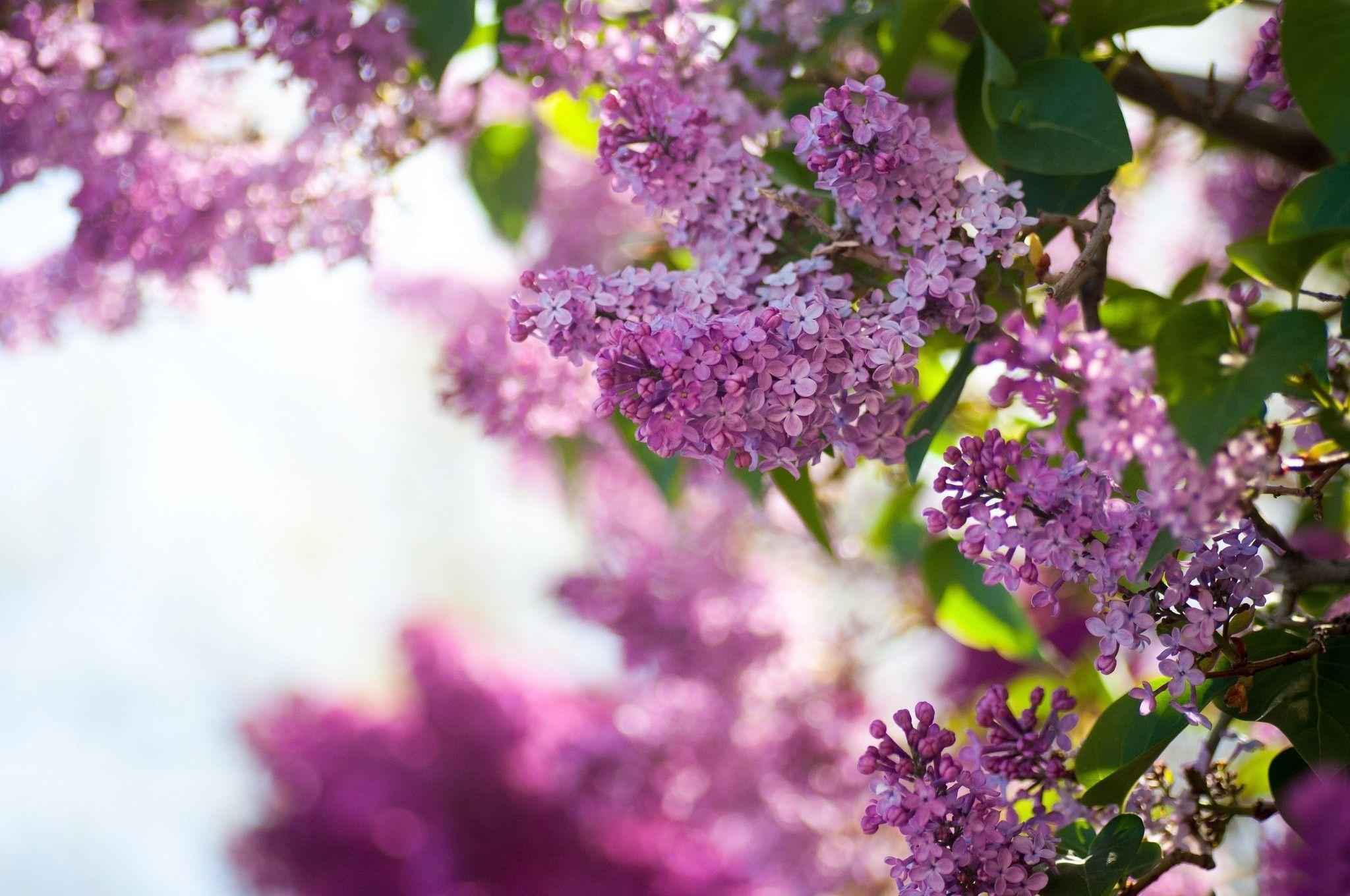 Symbolic Meaning of Lilac Flower with Description and Picture