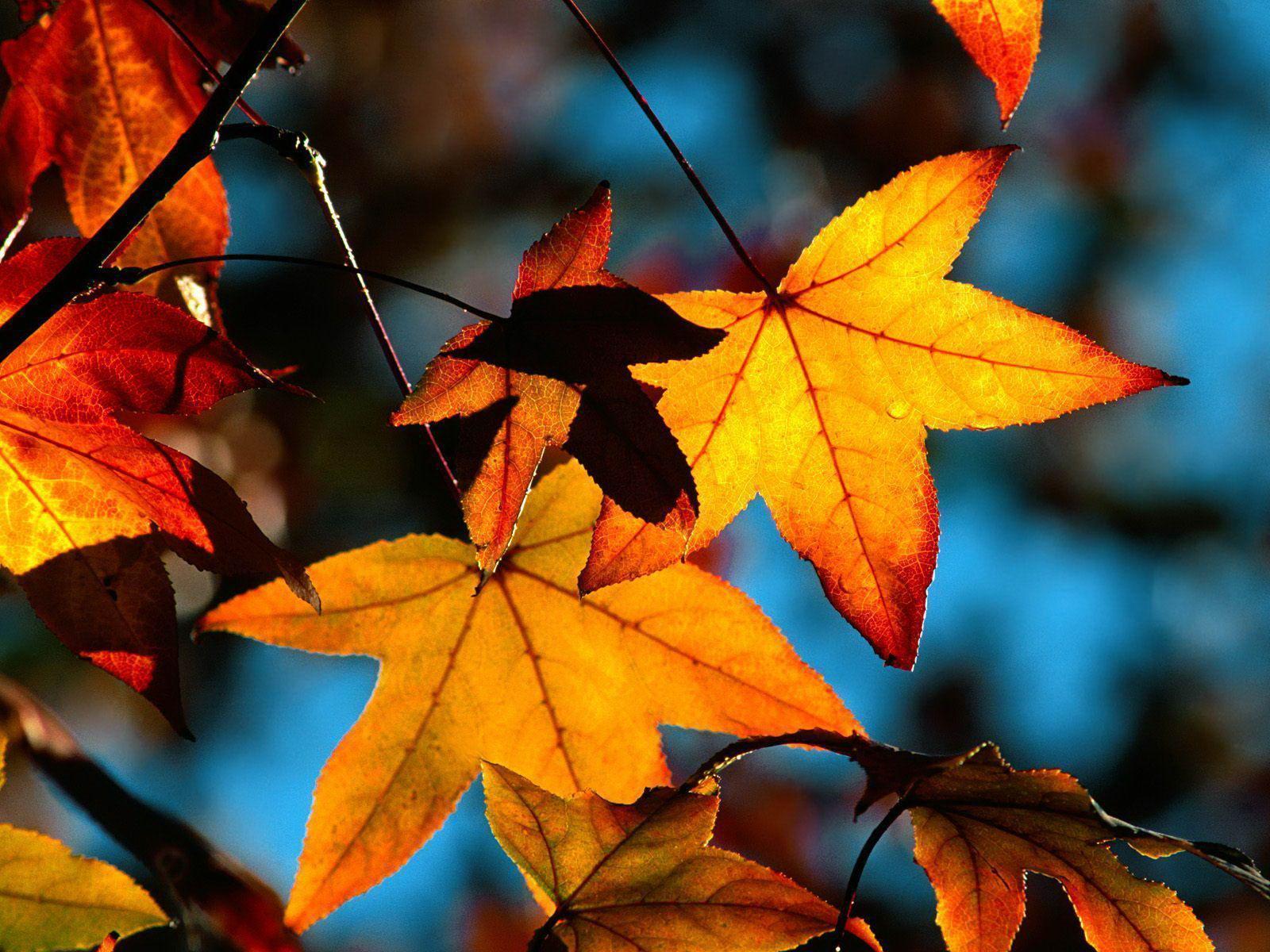 Colors of fall leaves free desktop background wallpaper image