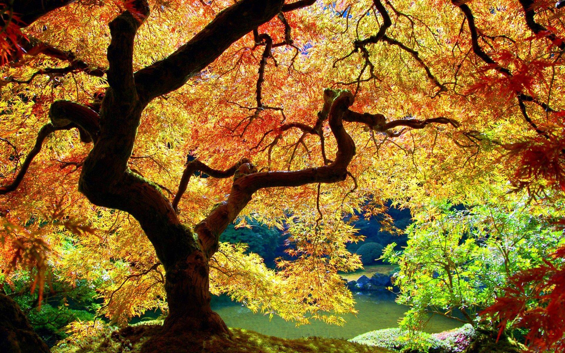 Big Tree in the Fall Wallpaper and