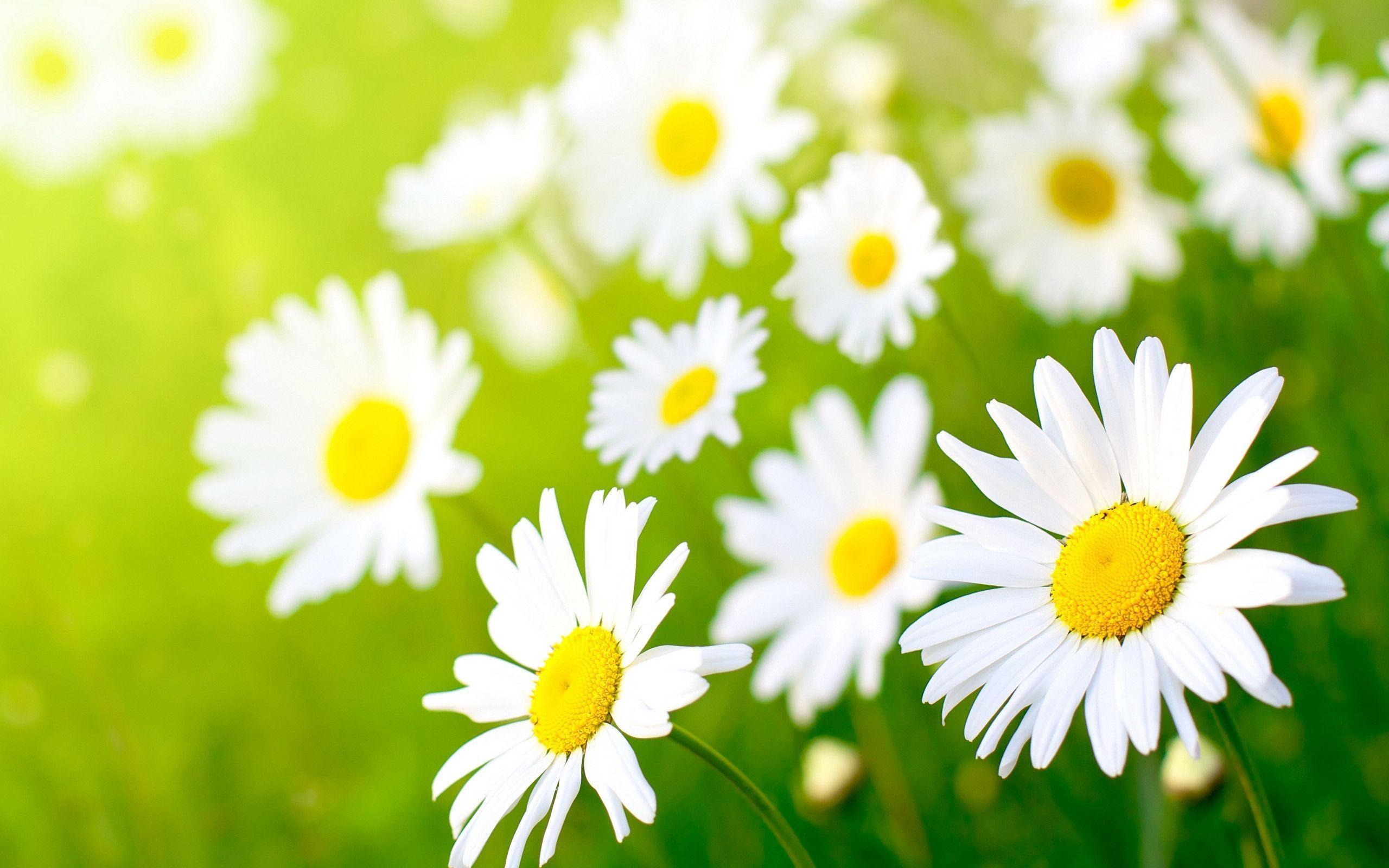 Pix For > Daisy Wallpaper Background