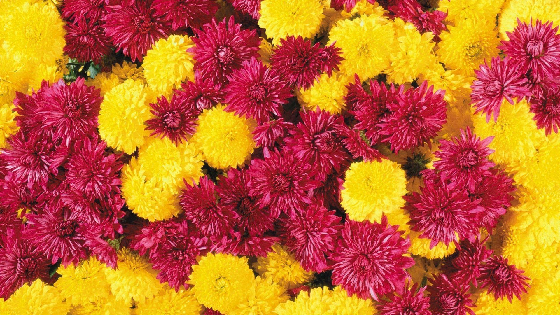 Free HD Flowers Wallpaper