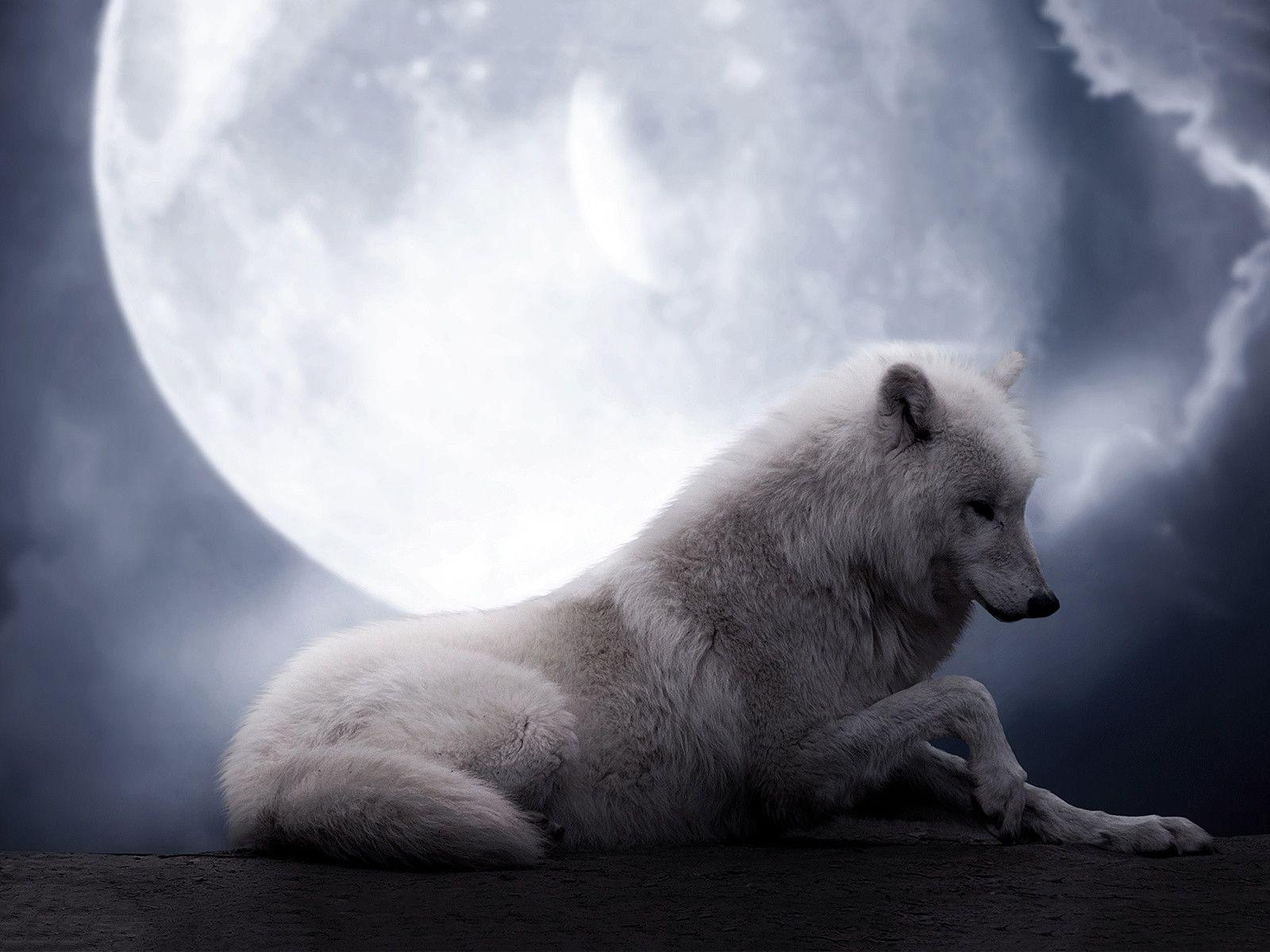 White Wolves Howling At The Moon Image & Picture