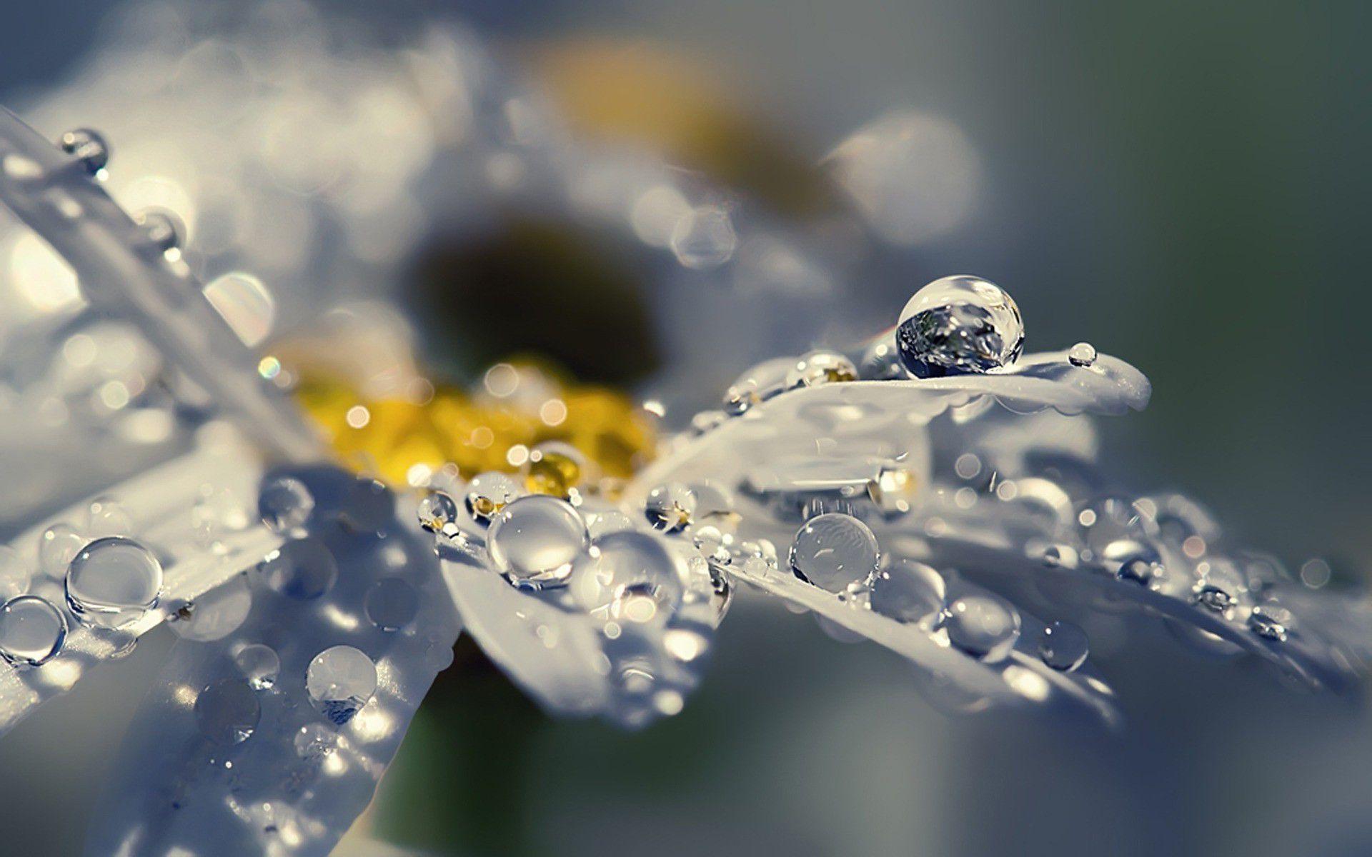 Water Drops Flowers wallpaper