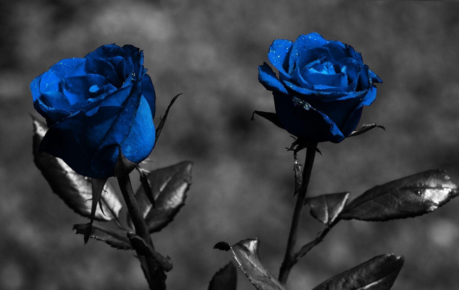 HD beautiful blue Rose Wallpaper free download for Desktop