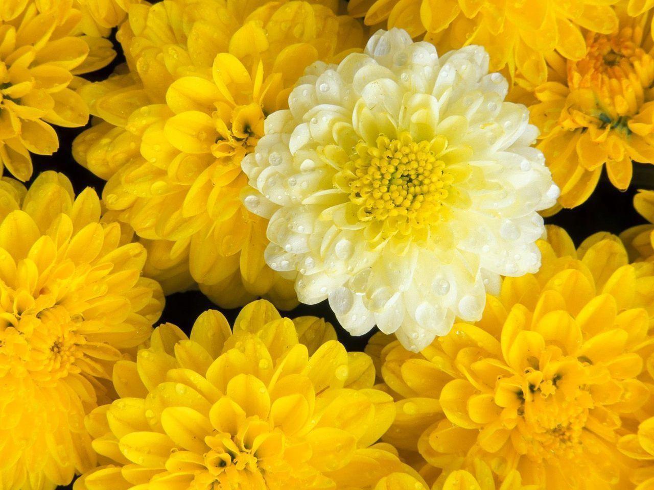 Yellow Flower Wallpaper and Picture Items