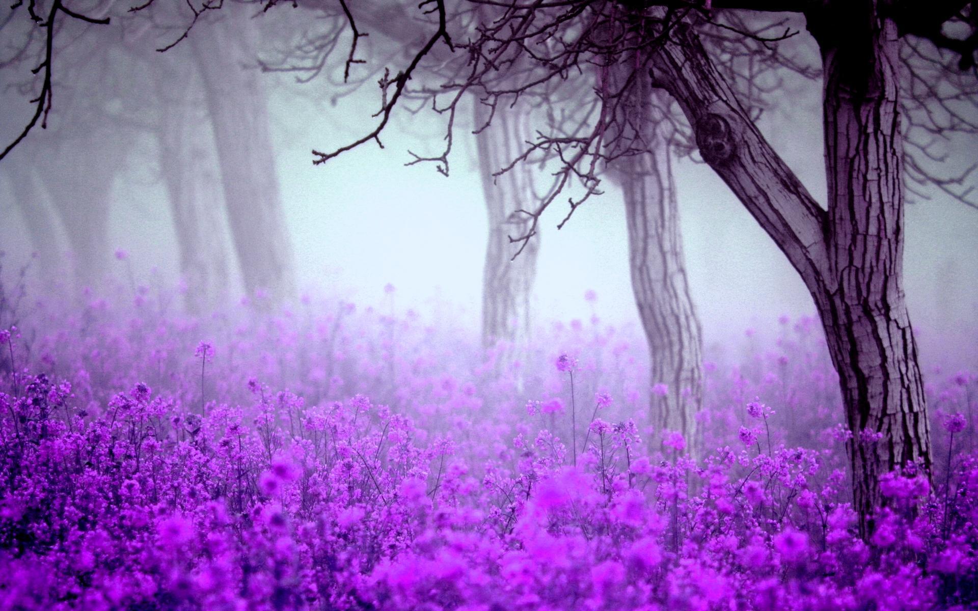Forest Purple Flowers Wallpaper Wide or HD