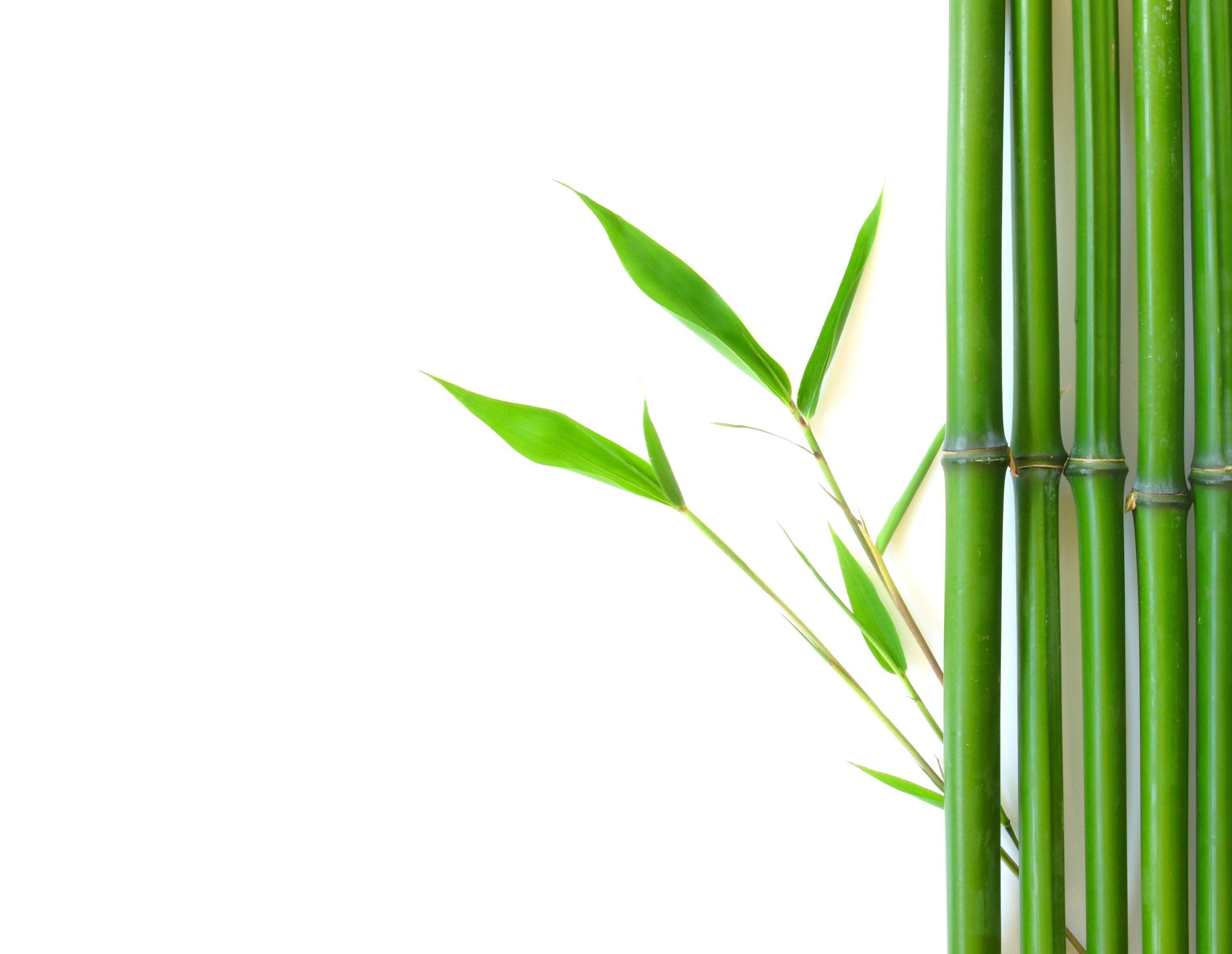 image For > Zen Bamboo Background