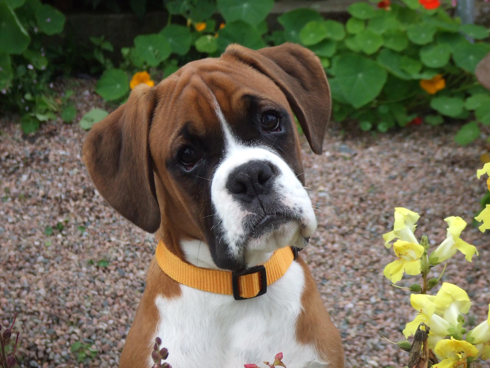 Boxer Dog Wallpapers Wallpaper Cave