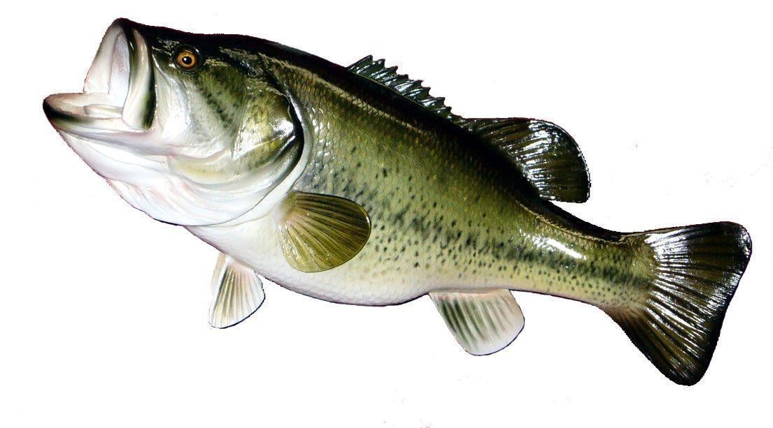 Largemouth Bass Mouth 42