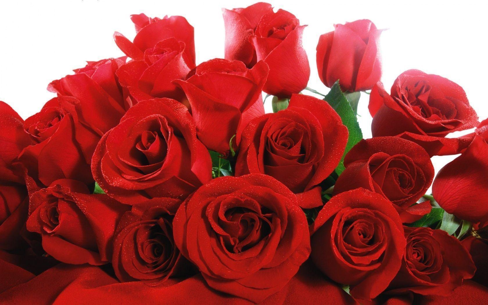 Beautiful Red Rose Flowers Wallpaper Desktop Wallpaper