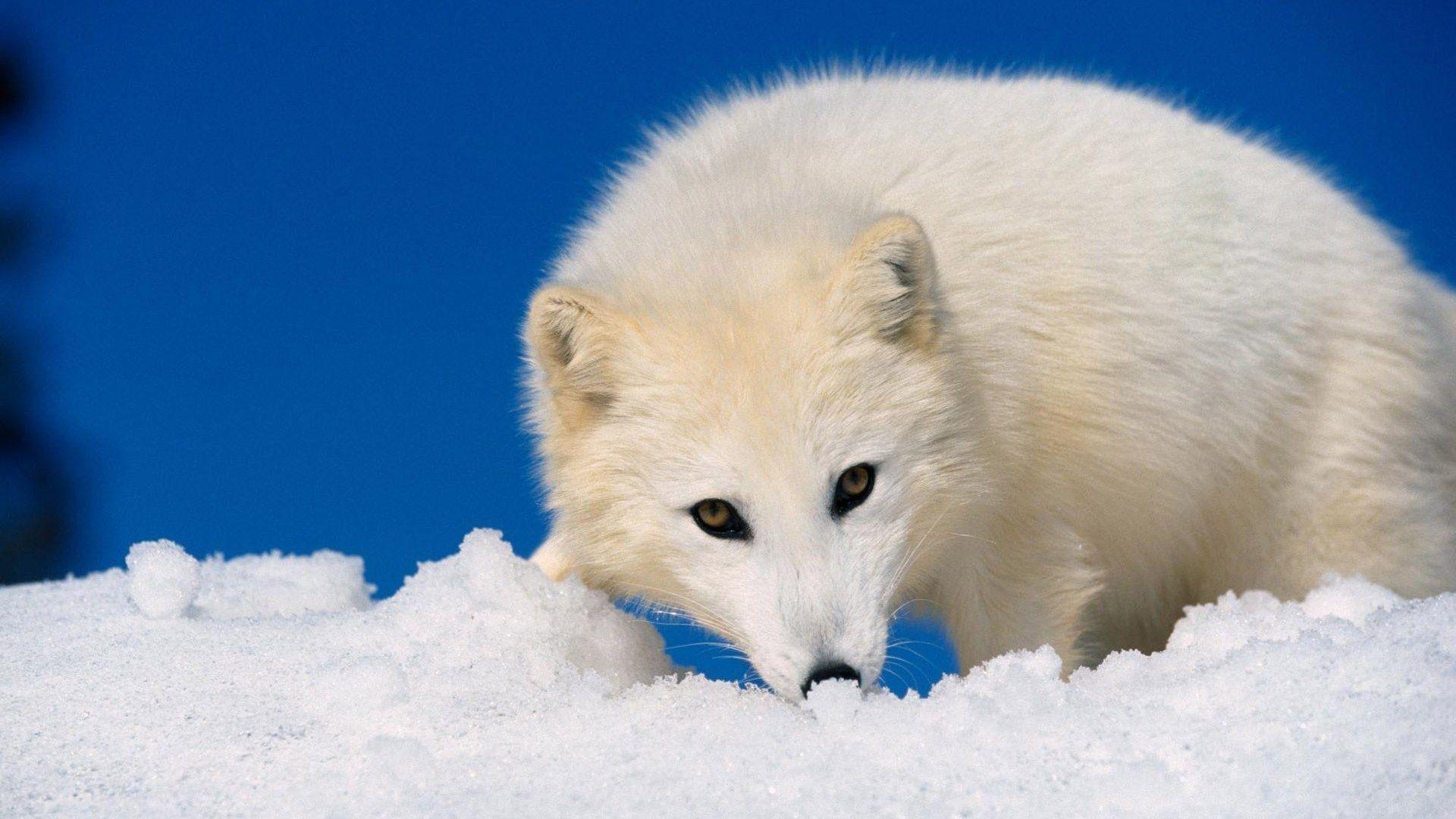 Widescreen Arctic White Fox Wallpaper, Free Widescreen HD wallpaper