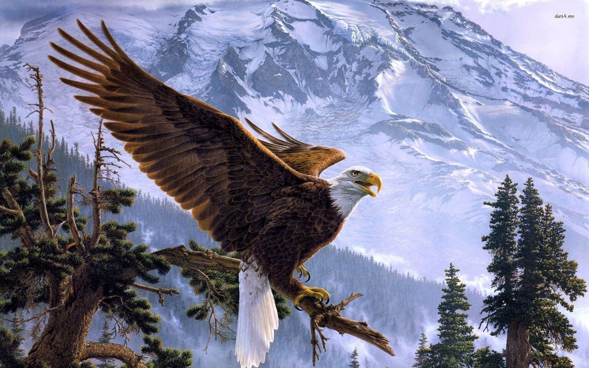 Bald eagle wallpaper wallpaper - #