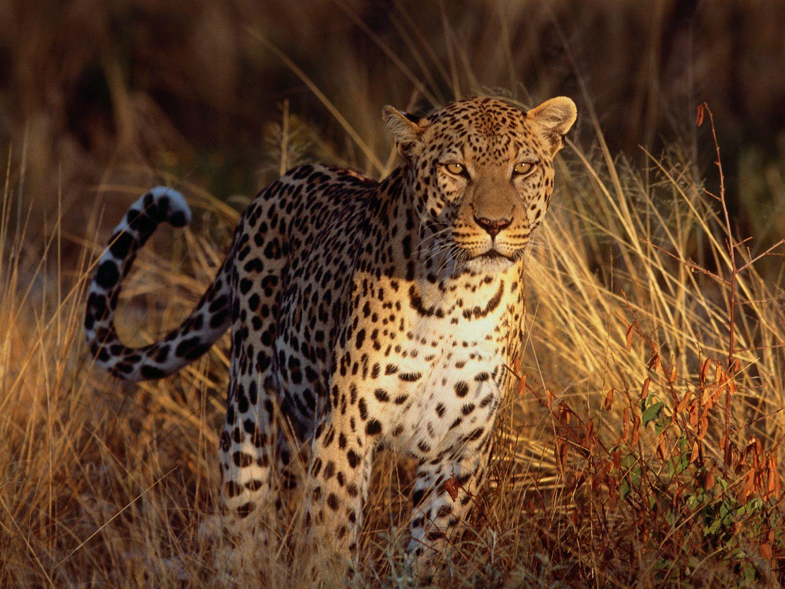 intense_focus_leopard