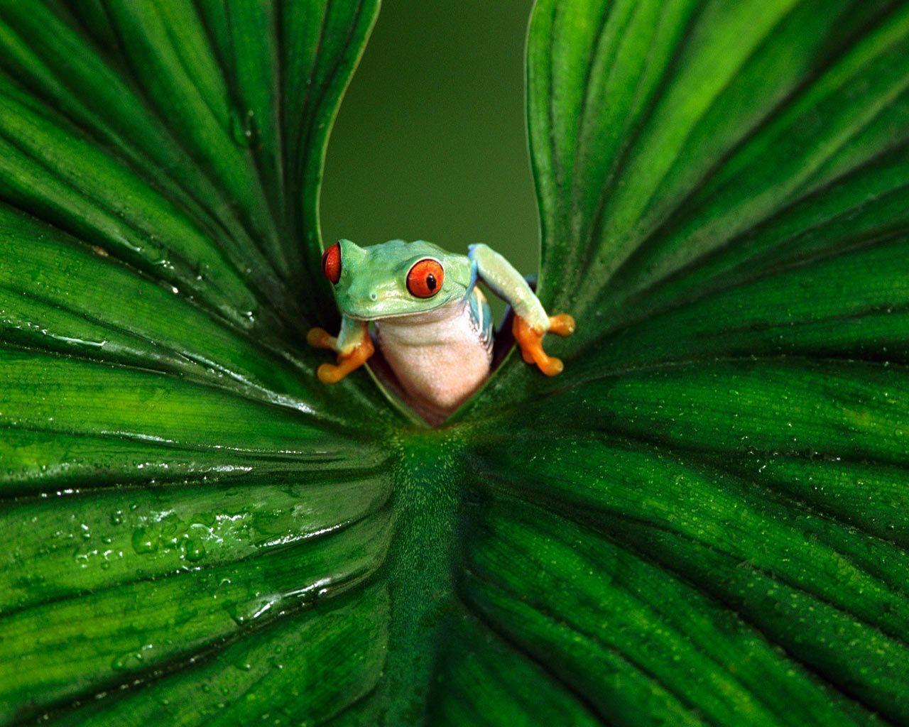 Desktop Wallpaper · Gallery · Animals · Red Tree Frog