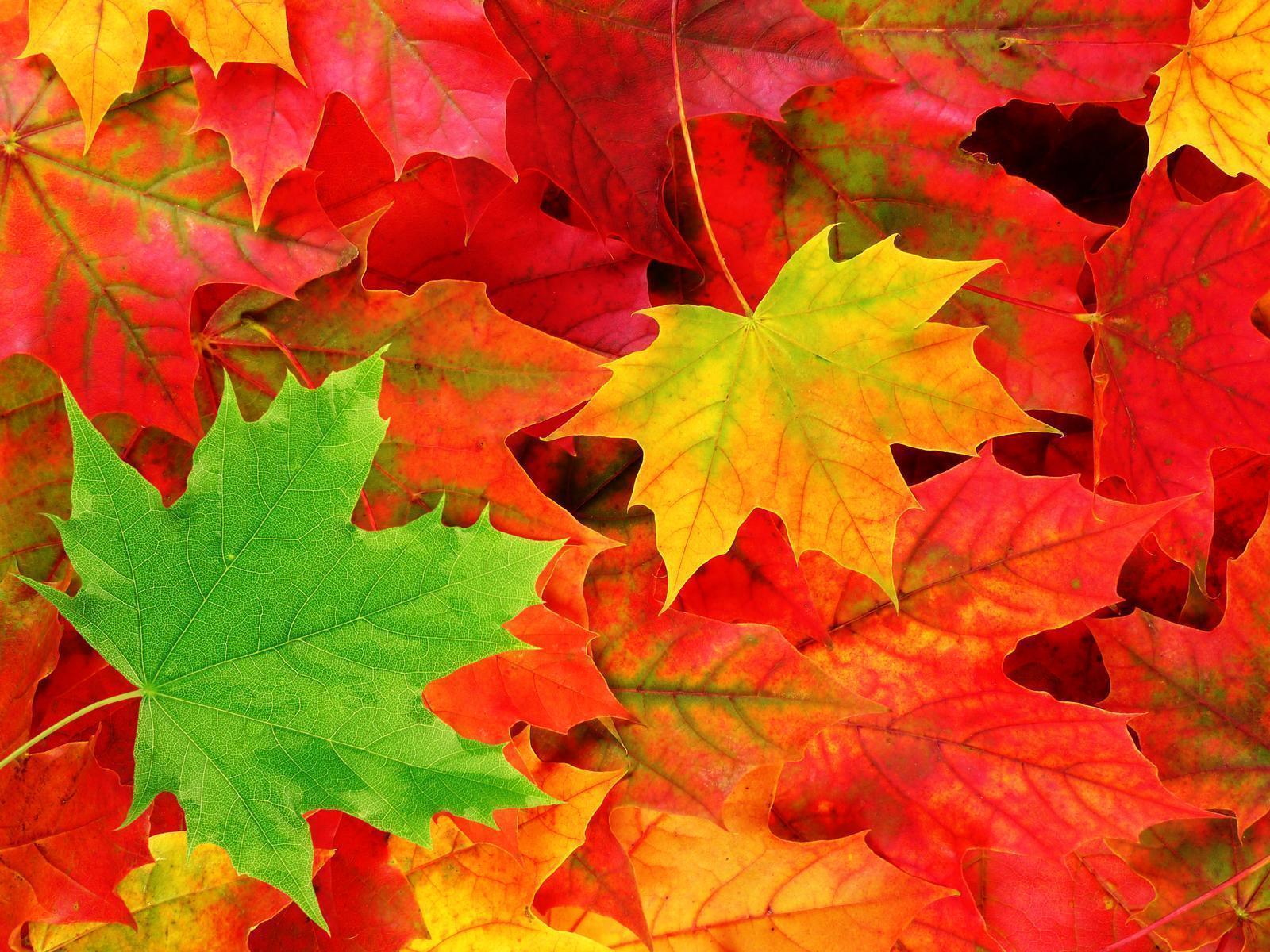 Autumn Leaf. Sky HD Wallpaper