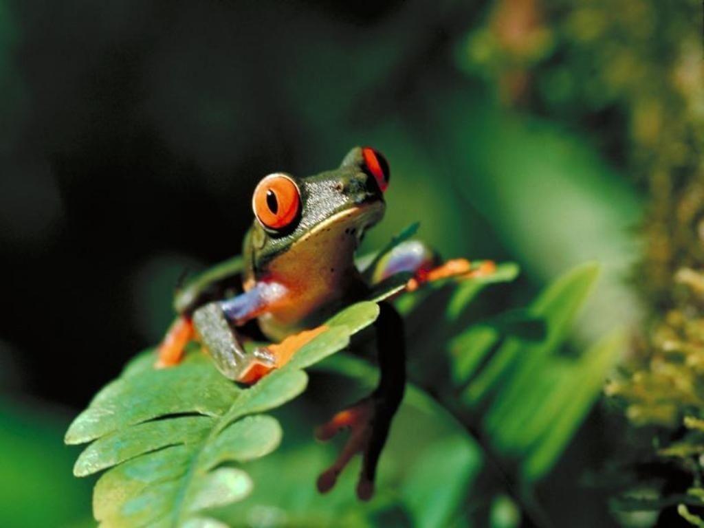 Animals For > Colorful Tree Frogs Wallpaper