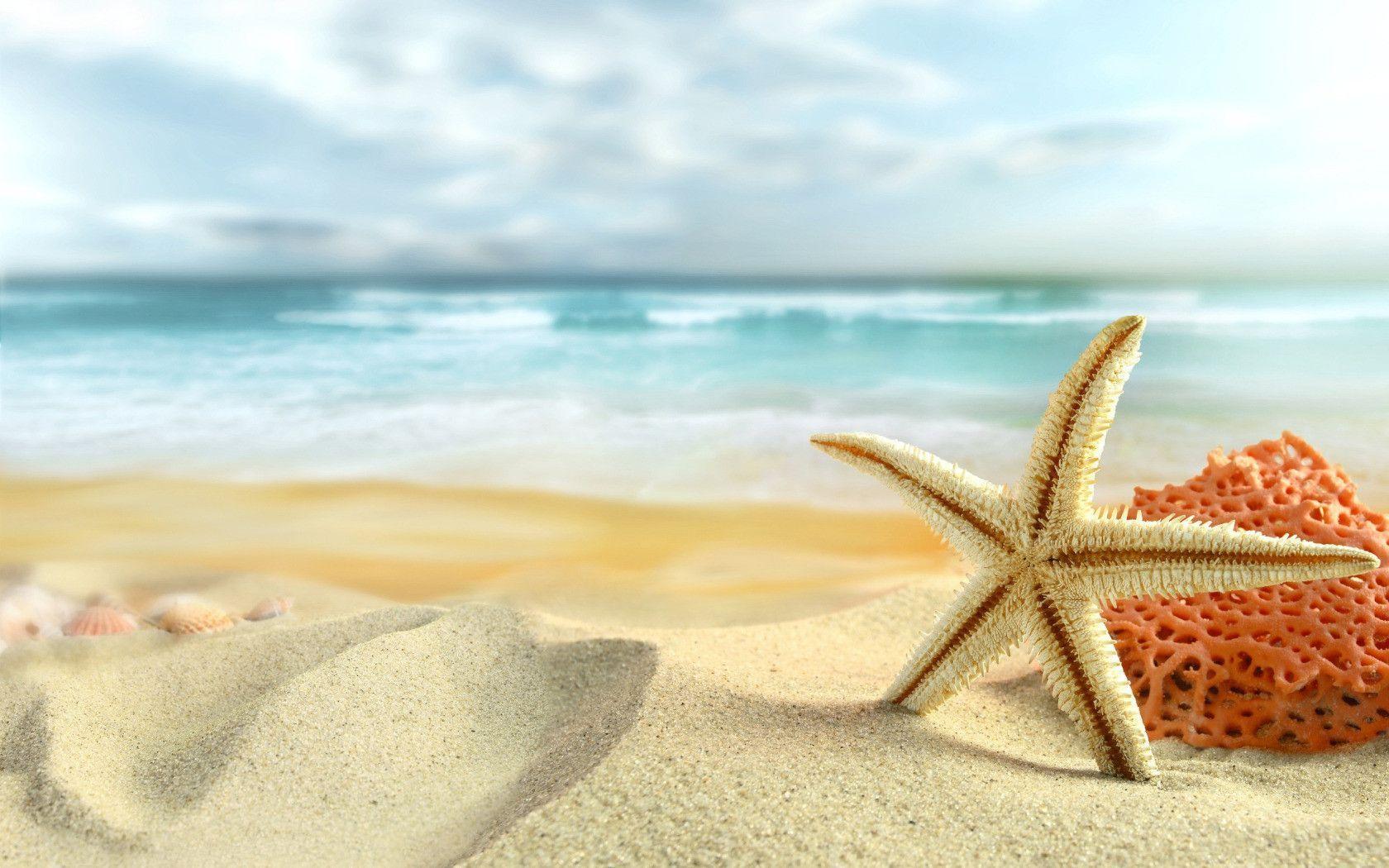 Starfish and Sea Shells on the Beach widescreen wallpaper. Wide