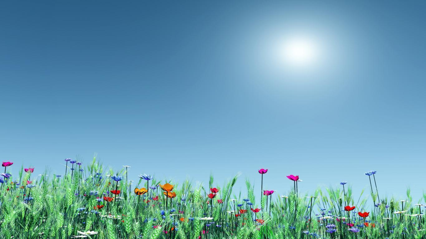 Summer Flowers Background Background 1 HD Wallpaper. Hdimges