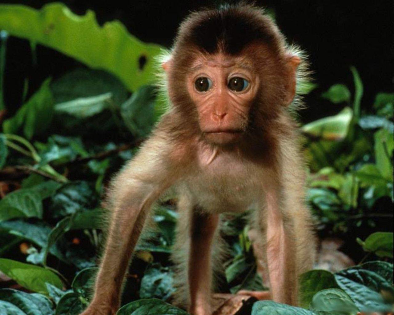 Animals For > Funny Baby Monkey Wallpaper