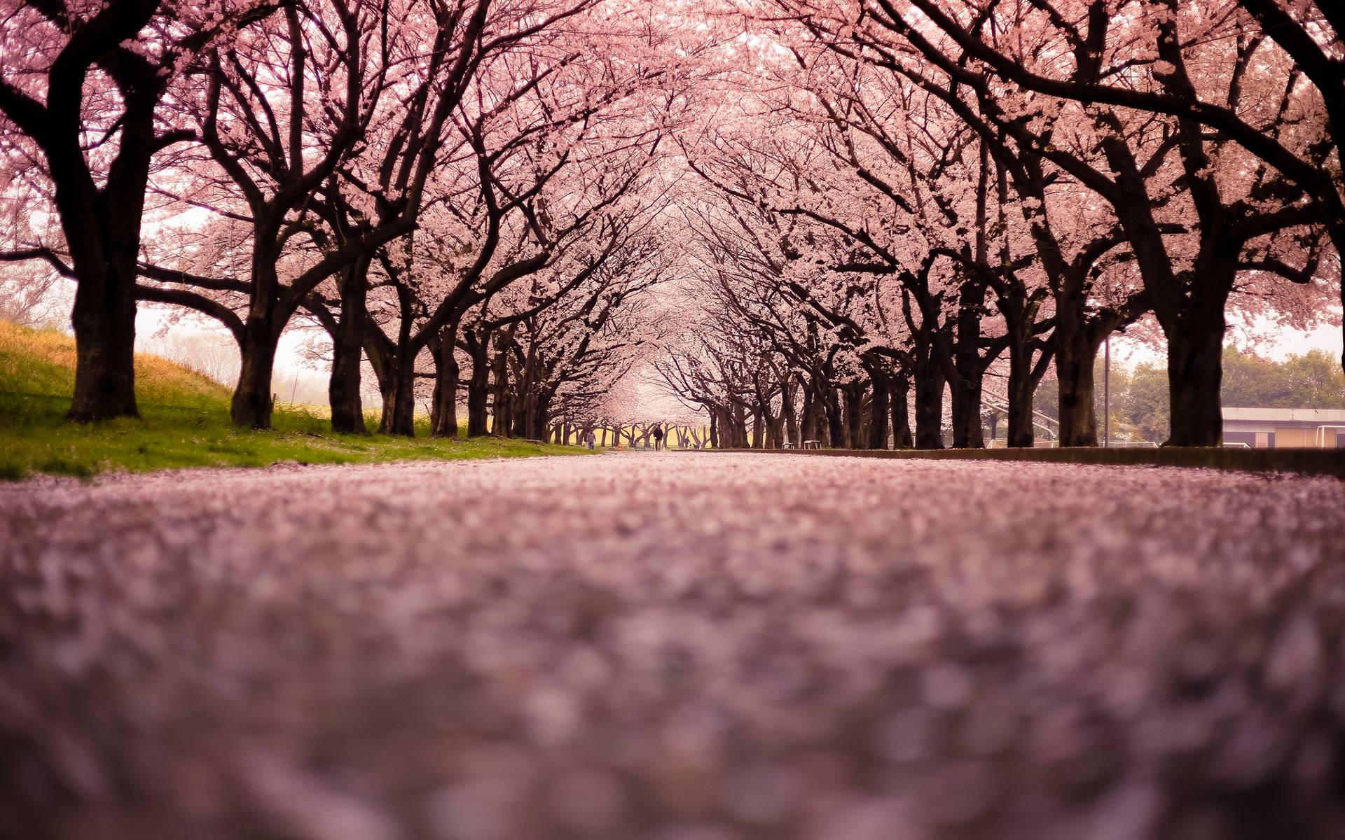 image For > Cherry Blossoms Twitter Background