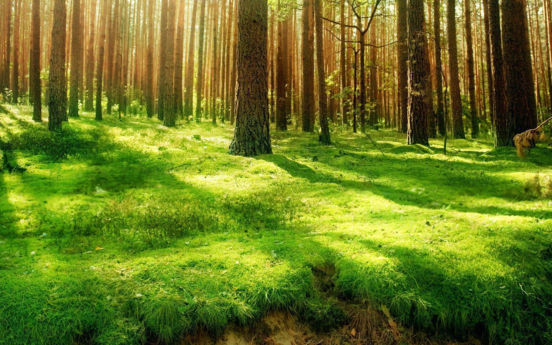 Beautiful Grass Green In The Old Forest Wallpaper, HQ Background