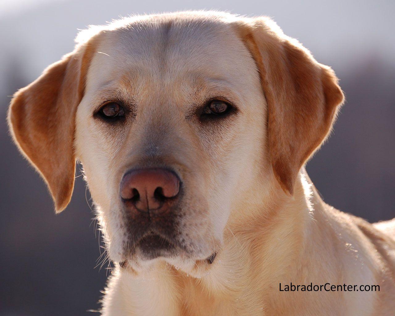 Do Black Labs Have A Lot Of Health Problems