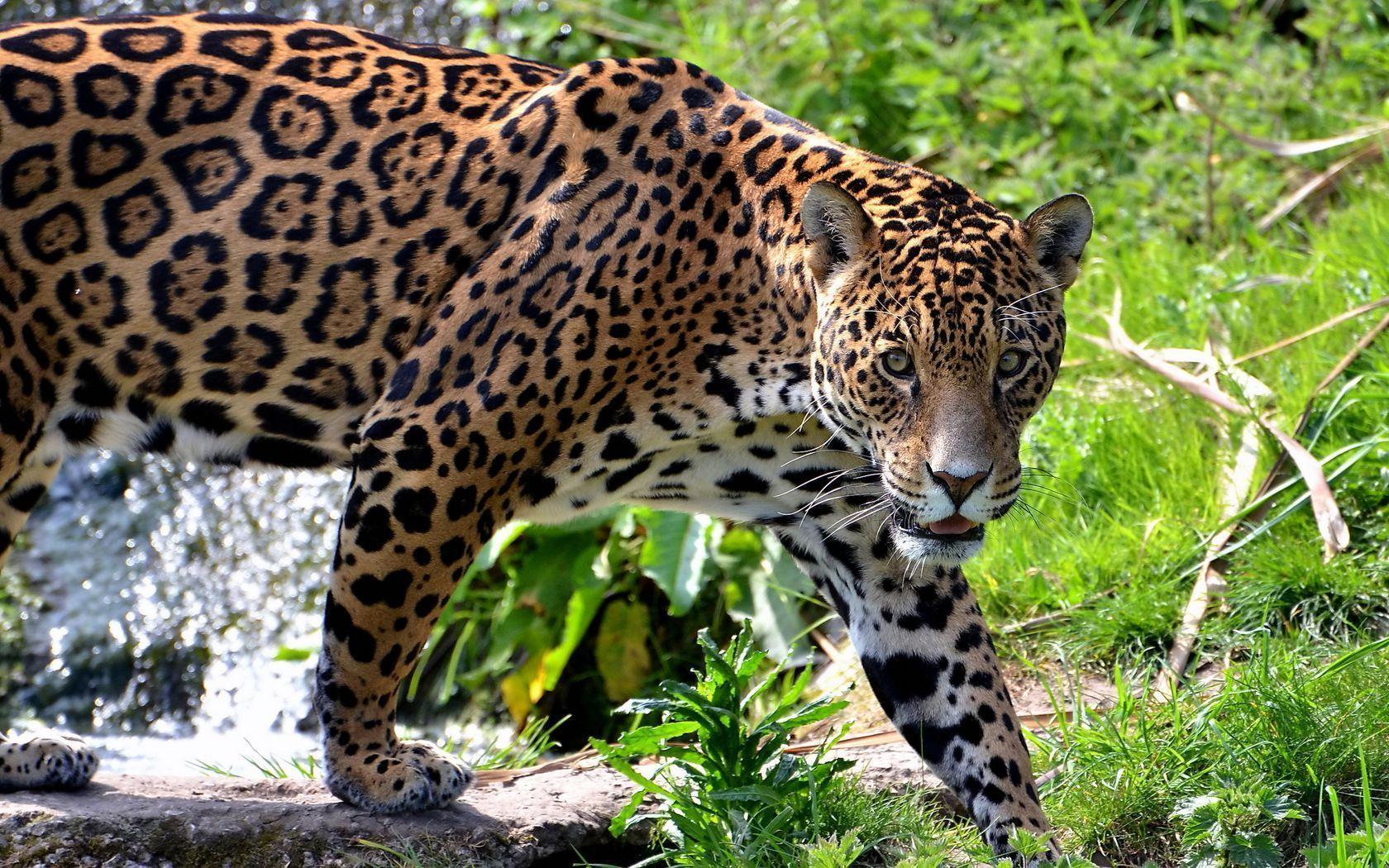 Big Cats Jaguars wallpaper