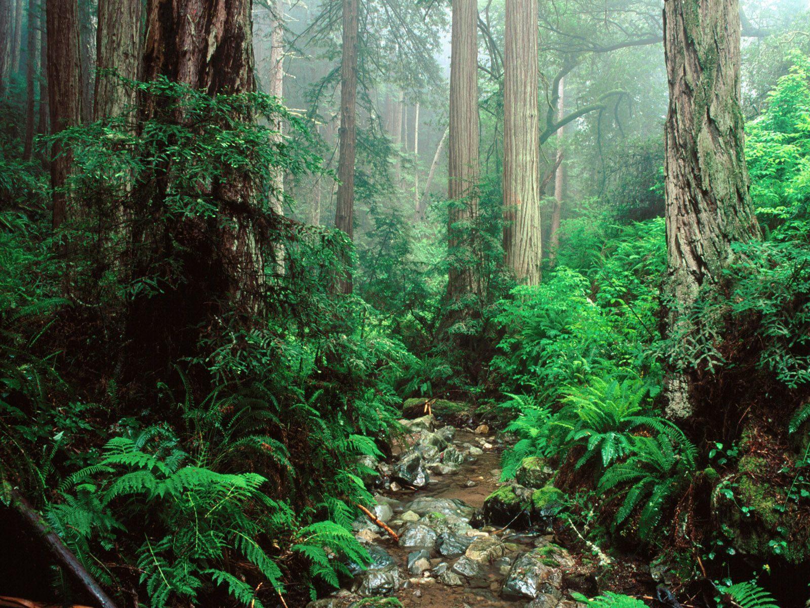 Redwoods forest mount free desktop background wallpaper image