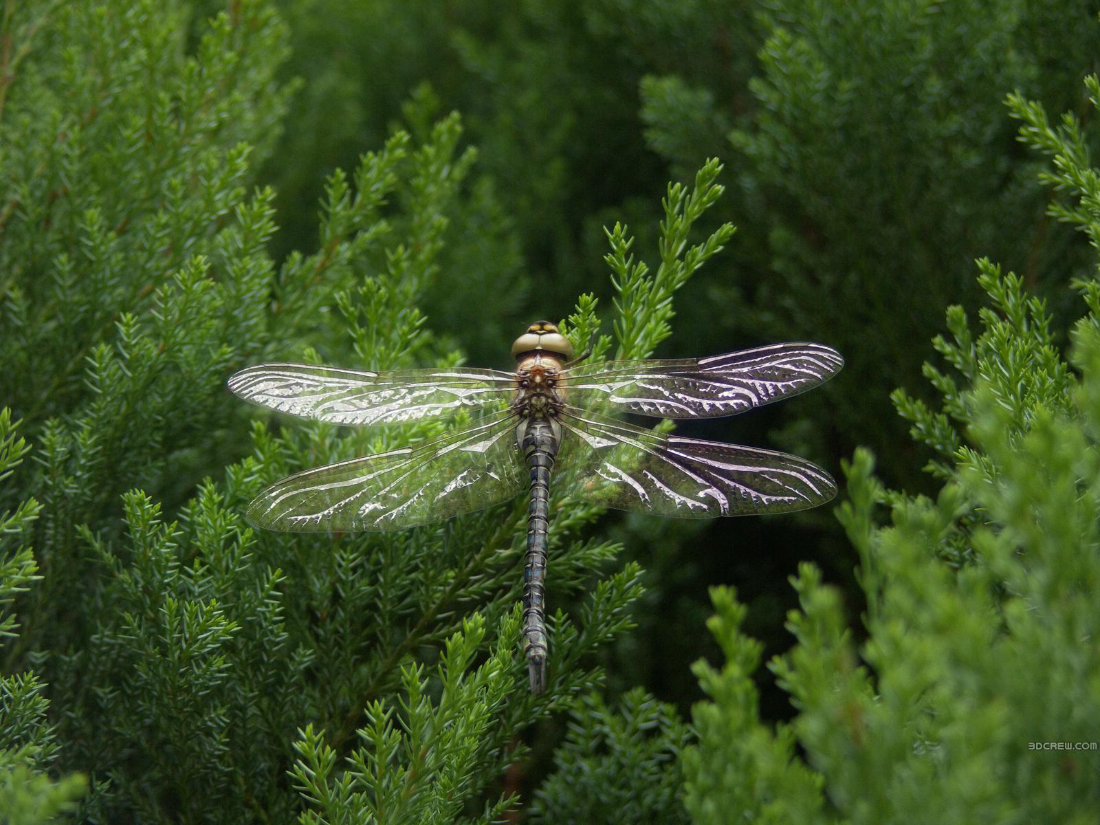 Dragonfly Android Wallpaper