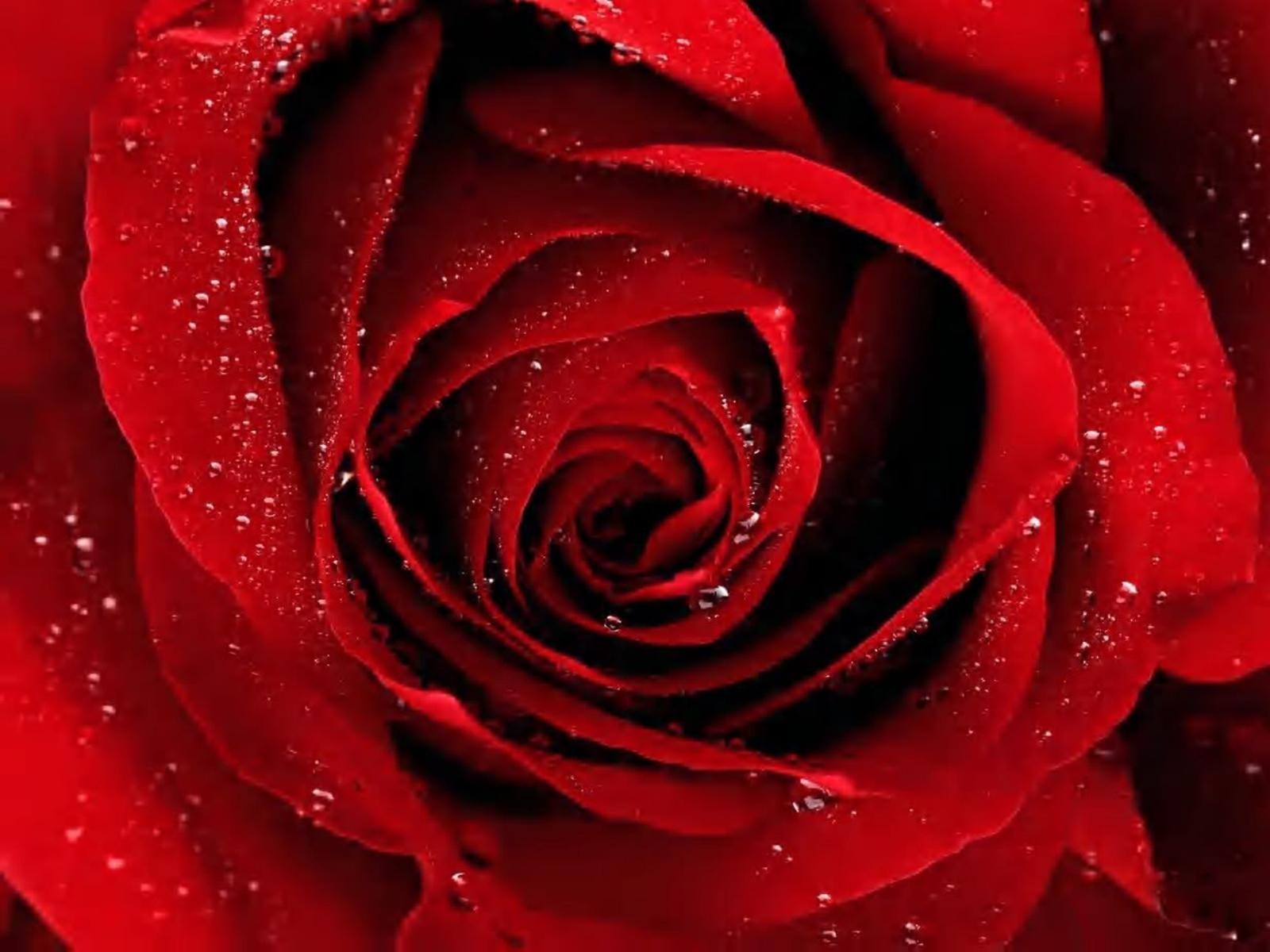 Red rose on black background free desktop background