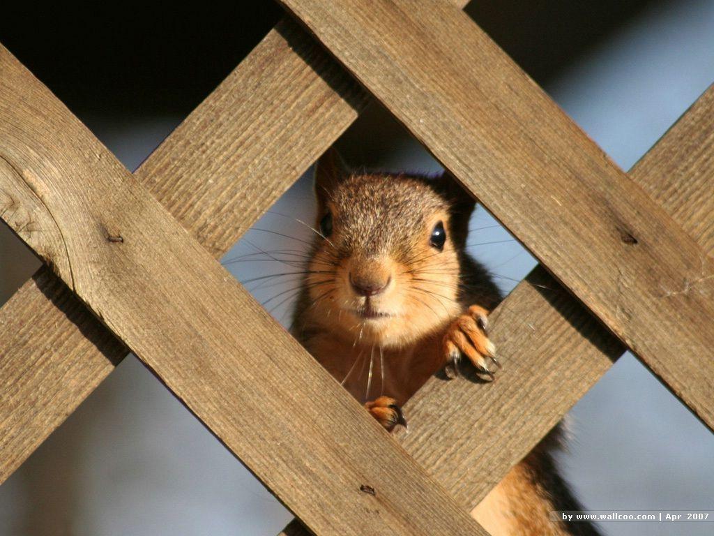 Squirrel animal desktop wallpaper