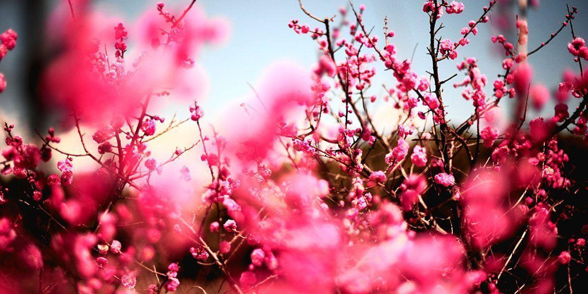Cherry Blossoms Twitter Cover & Twitter Background