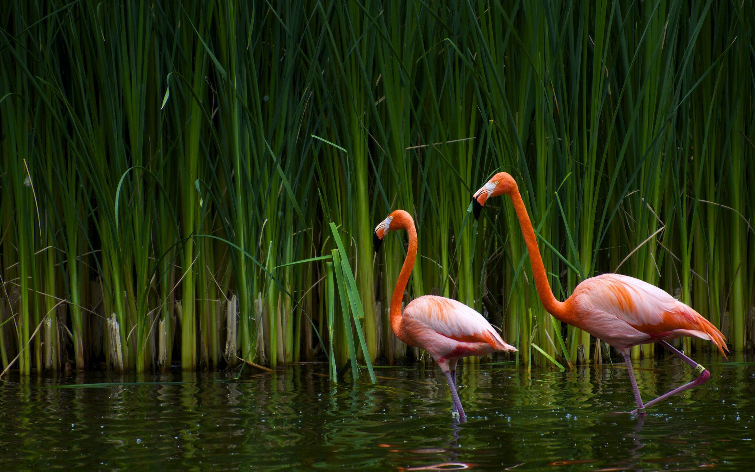 Pix For > Flamingo Wallpaper