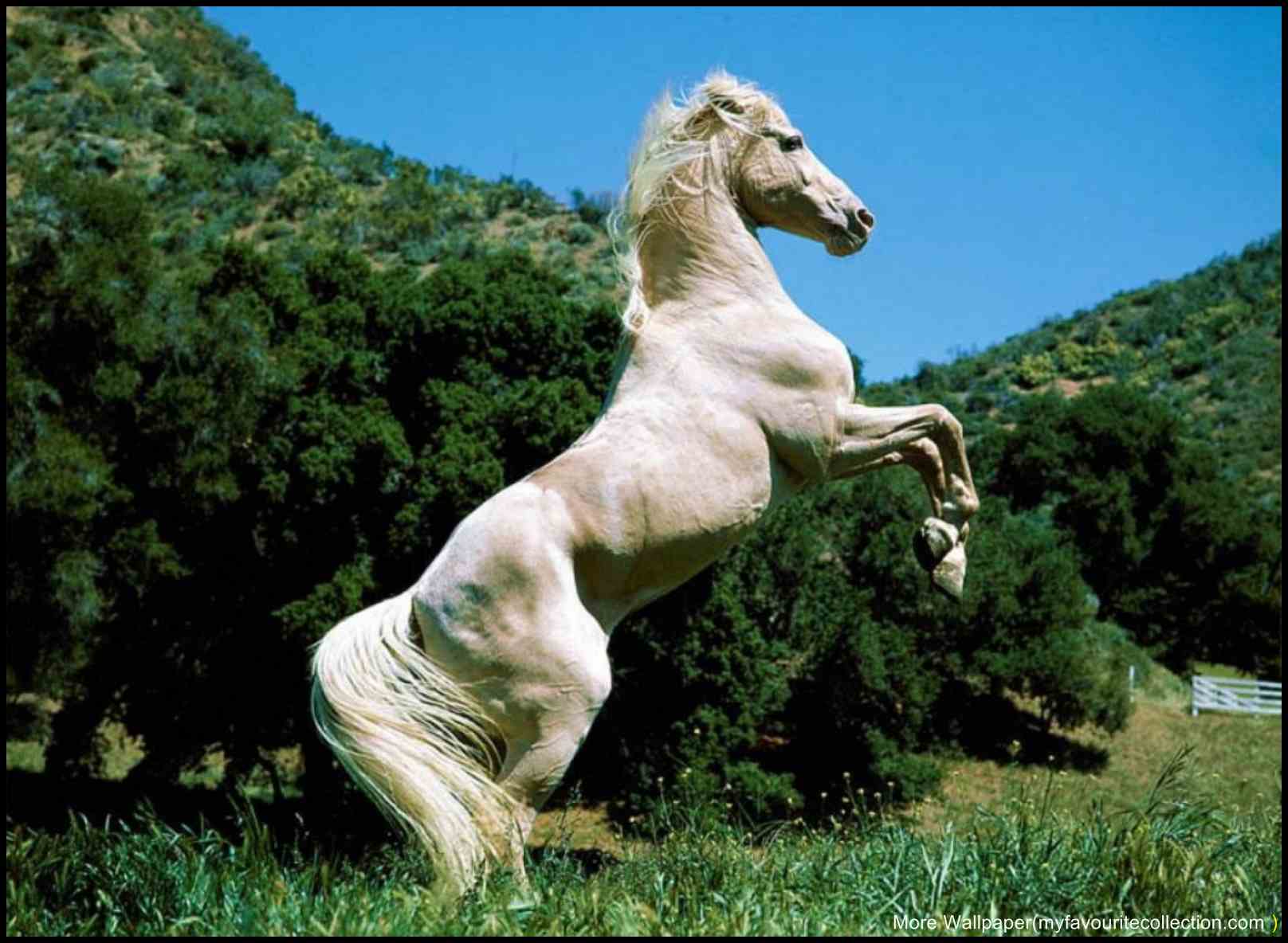 Beautiful Horses. Best HD Wallpaper