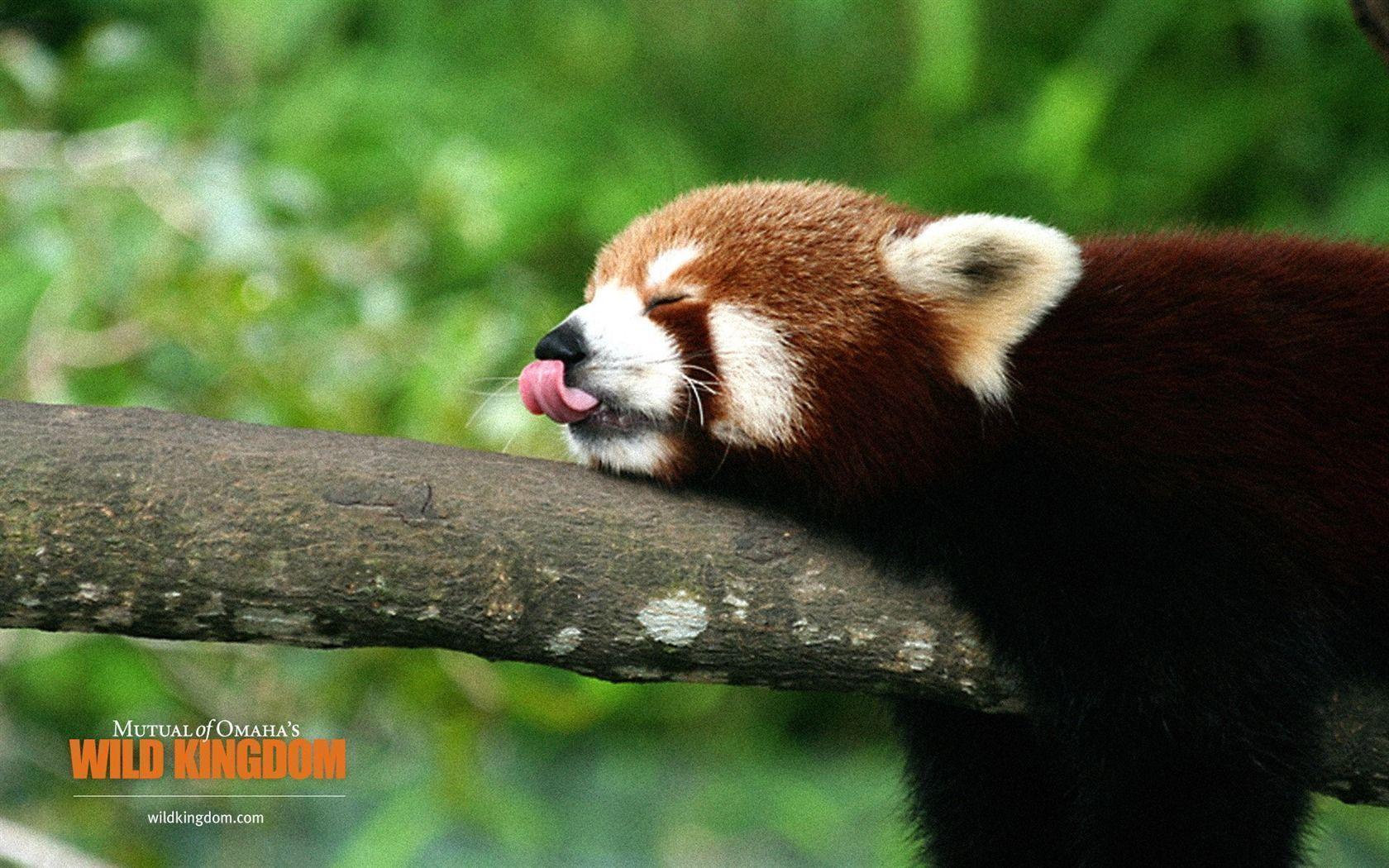 red panda wallpaper wallpaper download